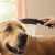 Душевая лейка для собак Hansgrohe DogShower 26640670 черный матовый